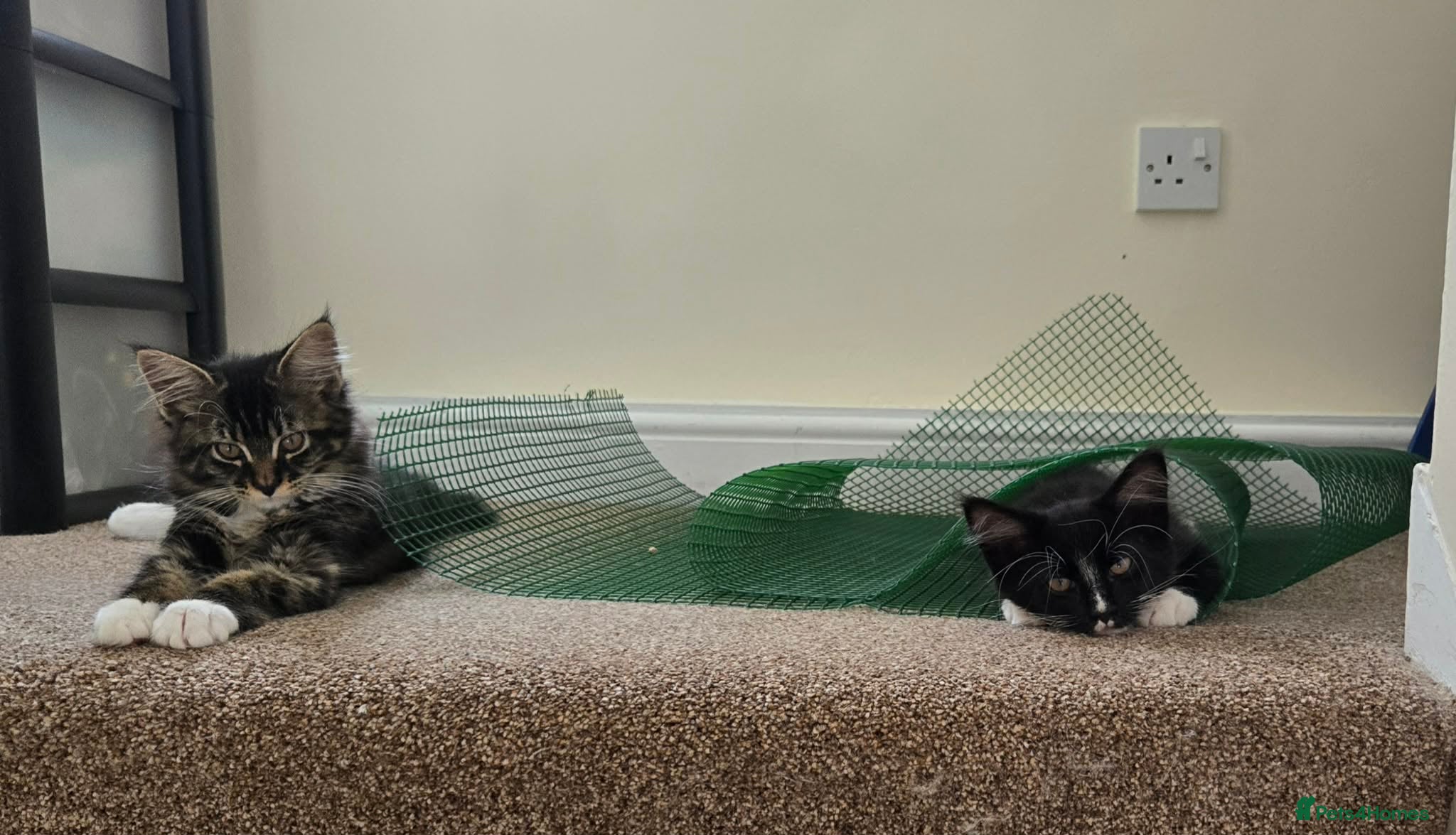 Maine Coon cats Maine coon brother and sister. - Advert 2