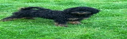 Cockapoo dogs for sale: Cockapoo puppies in St. Ives - Advert 13