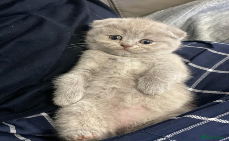 Scottish Fold cats - Advert 6