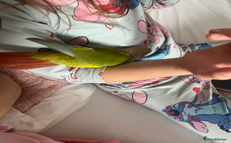 Conures birds - Advert 3