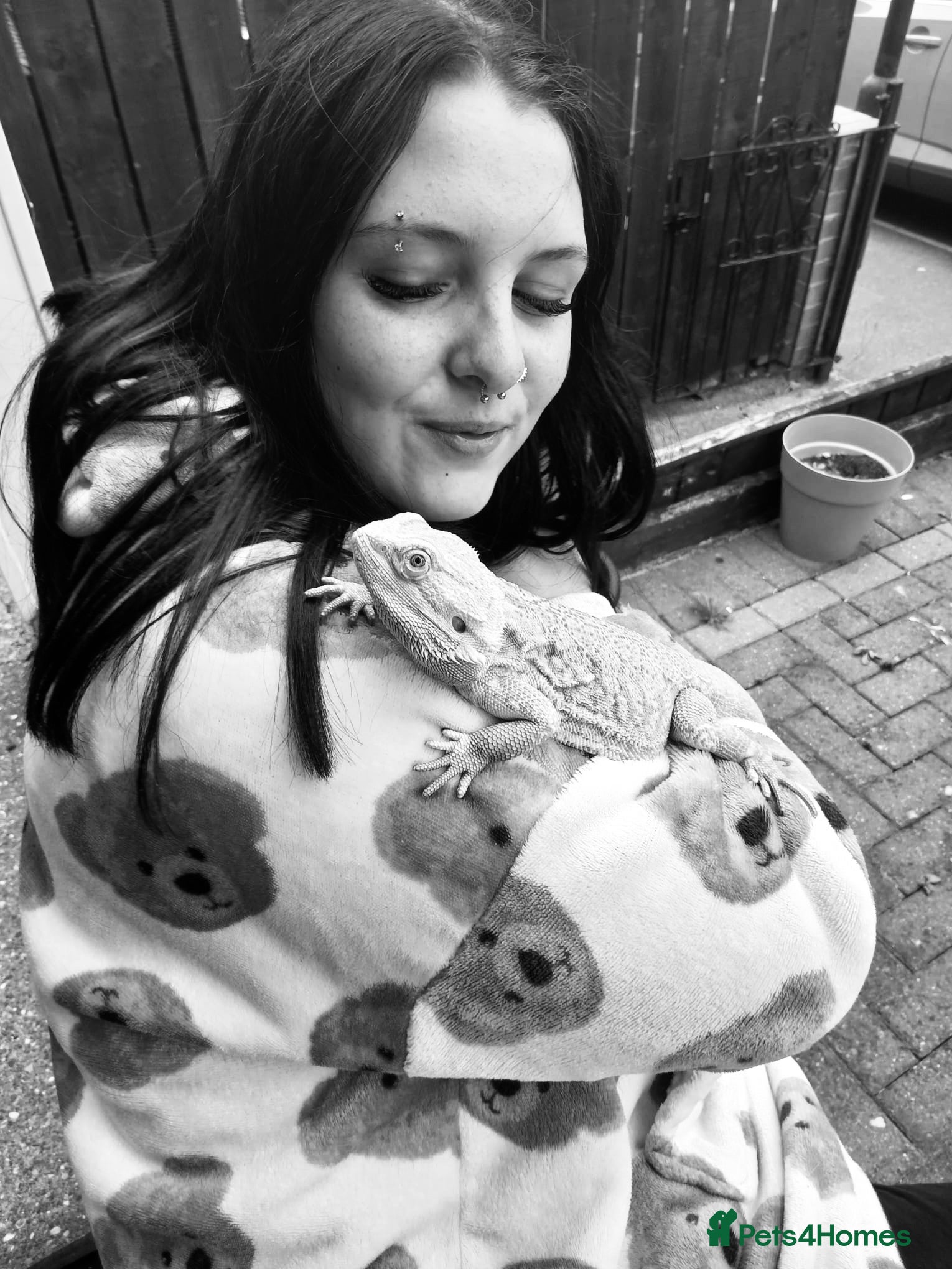 Bearded Dragon reptiles Bobby (if he is still listed he is available) - Advert 2