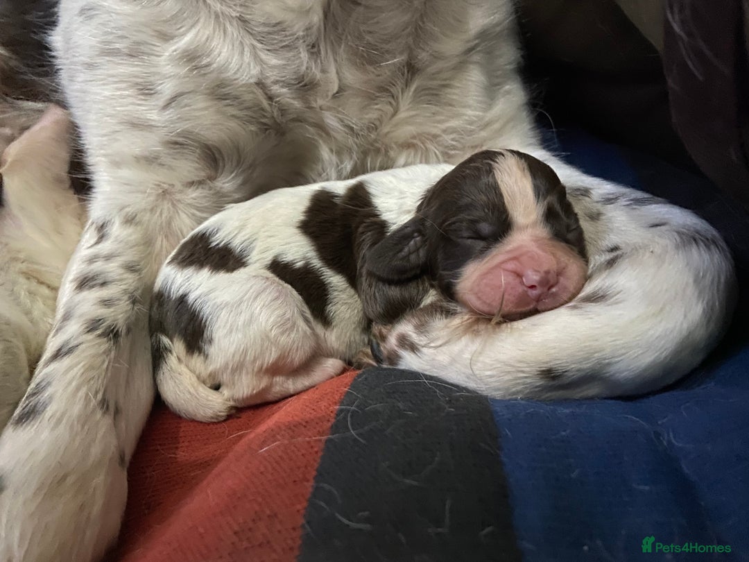 English Springer Spaniel dogs for sale: English Springer spaniel puppies  - Advert 7