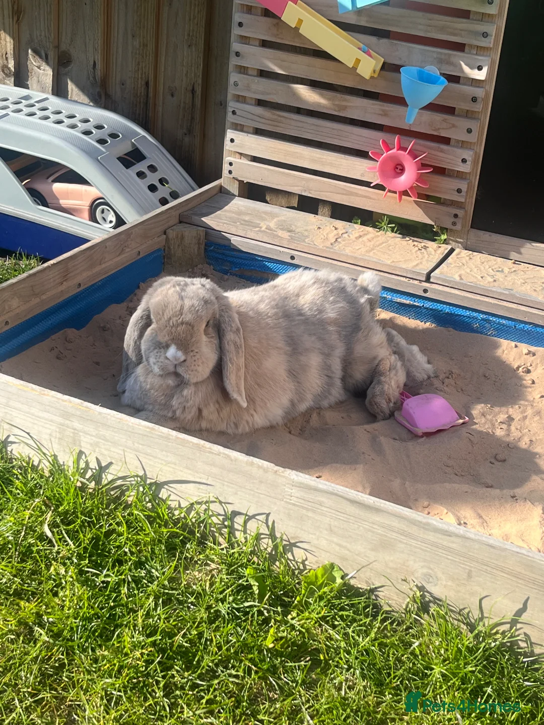 Mini Lop rabbits for sale: Barney  in Stockton-on-Tees - Advert 2