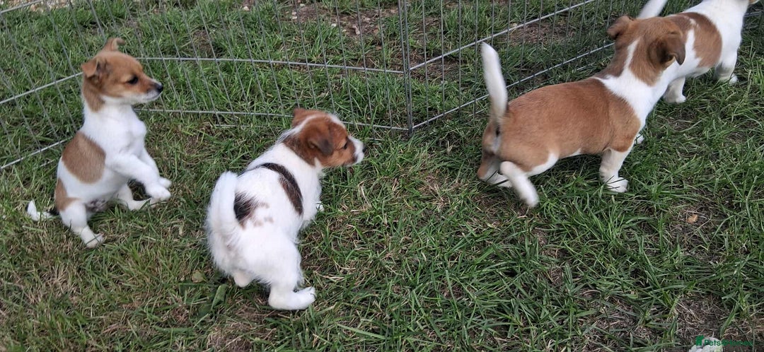 Jack Russell dogs for sale: Pure Jack Russell puppies - Image 11