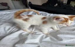 Mixed Breed cats for sale: Male female calico tortoiseshell grey kittens in Enfield - Image 9