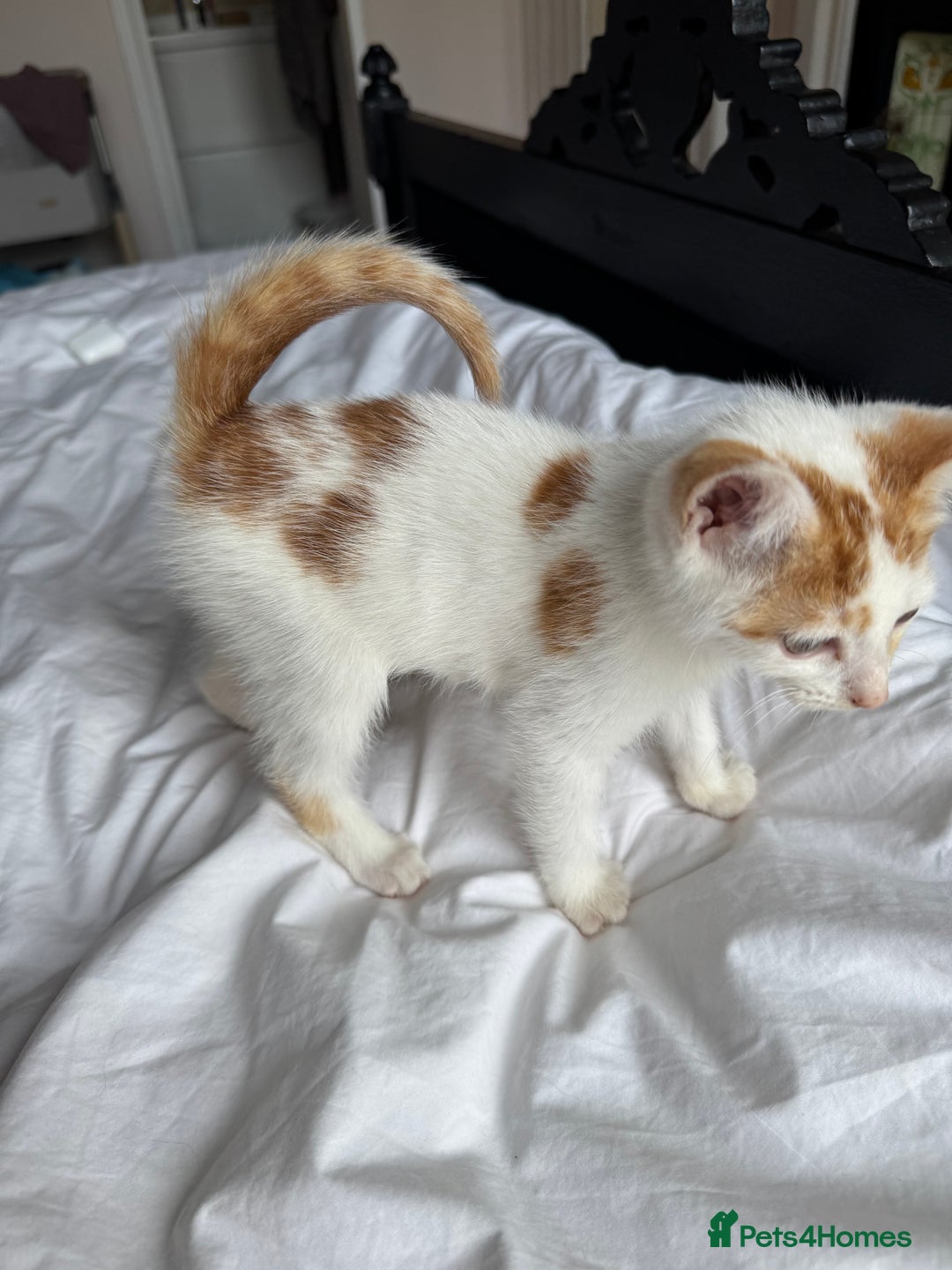 Mixed Breed cats for sale: Male female calico tortoiseshell grey kittens in Enfield - Image 9