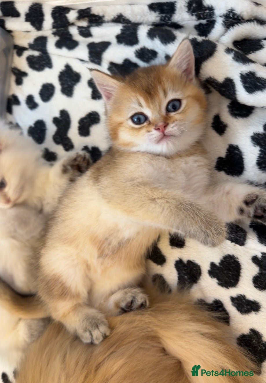 British Longhair cats NY12 GOLDEN SHADED & WHITE BRITISH LONG HAIR - Advert 5