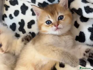 British Longhair cats NY12 GOLDEN SHADED & WHITE BRITISH LONG HAIR - Advert 5