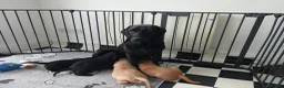 Labrador Retriever dogs for sale: Beautiful KC Registered Labrador Retreivers  - Advert 16
