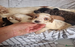 Cockapoo dogs for sale: Cockapoo puppies  - Image 11