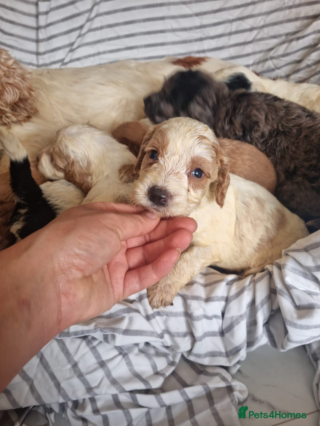 Cockapoo dogs for sale: Cockapoo puppies  - Image 11