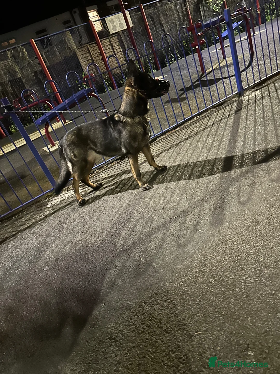 German Shepherd dogs for sale: German shepherd female - Advert 1