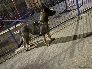 German Shepherd dogs German shepherd female - Advert 1