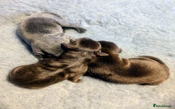 Labrador Retriever dogs for sale: Stunning Labrador Puppies from DNA Clear, 0/0 Mum - Image 3