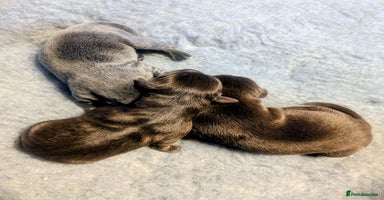 Labrador Retriever dogs - Advert 13