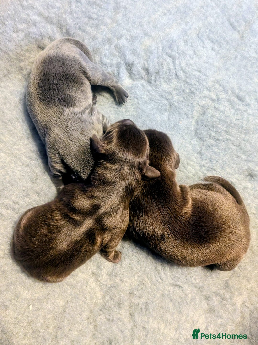 Labrador Retriever dogs for sale: Stunning Labrador Puppies from DNA Clear, 0/0 Mum - Image 3