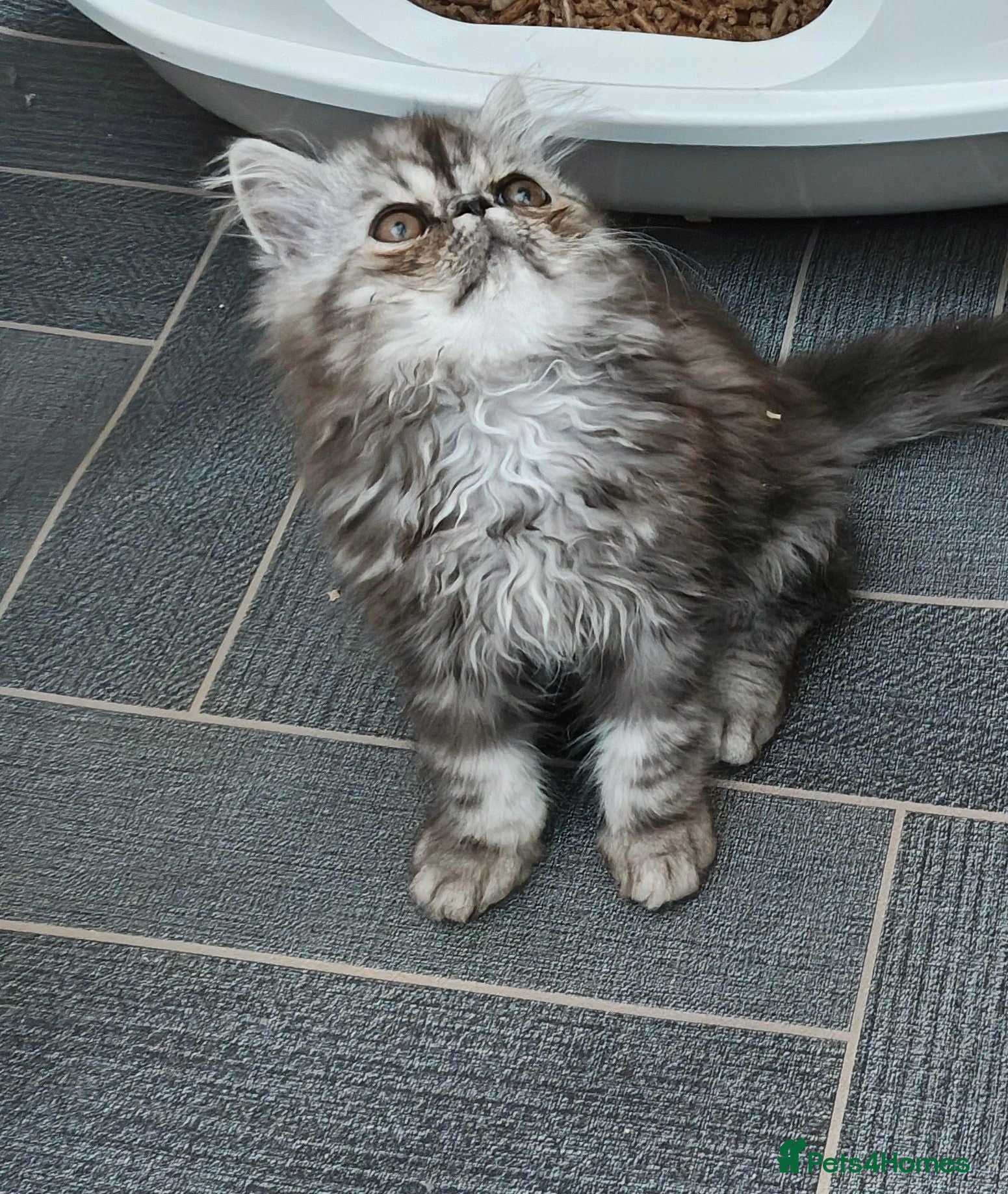 Persian cats Pure Persian long hair kitten  - Advert 1