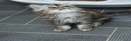 Persian cats for sale: Pure Persian long hair kitten  - Advert 3