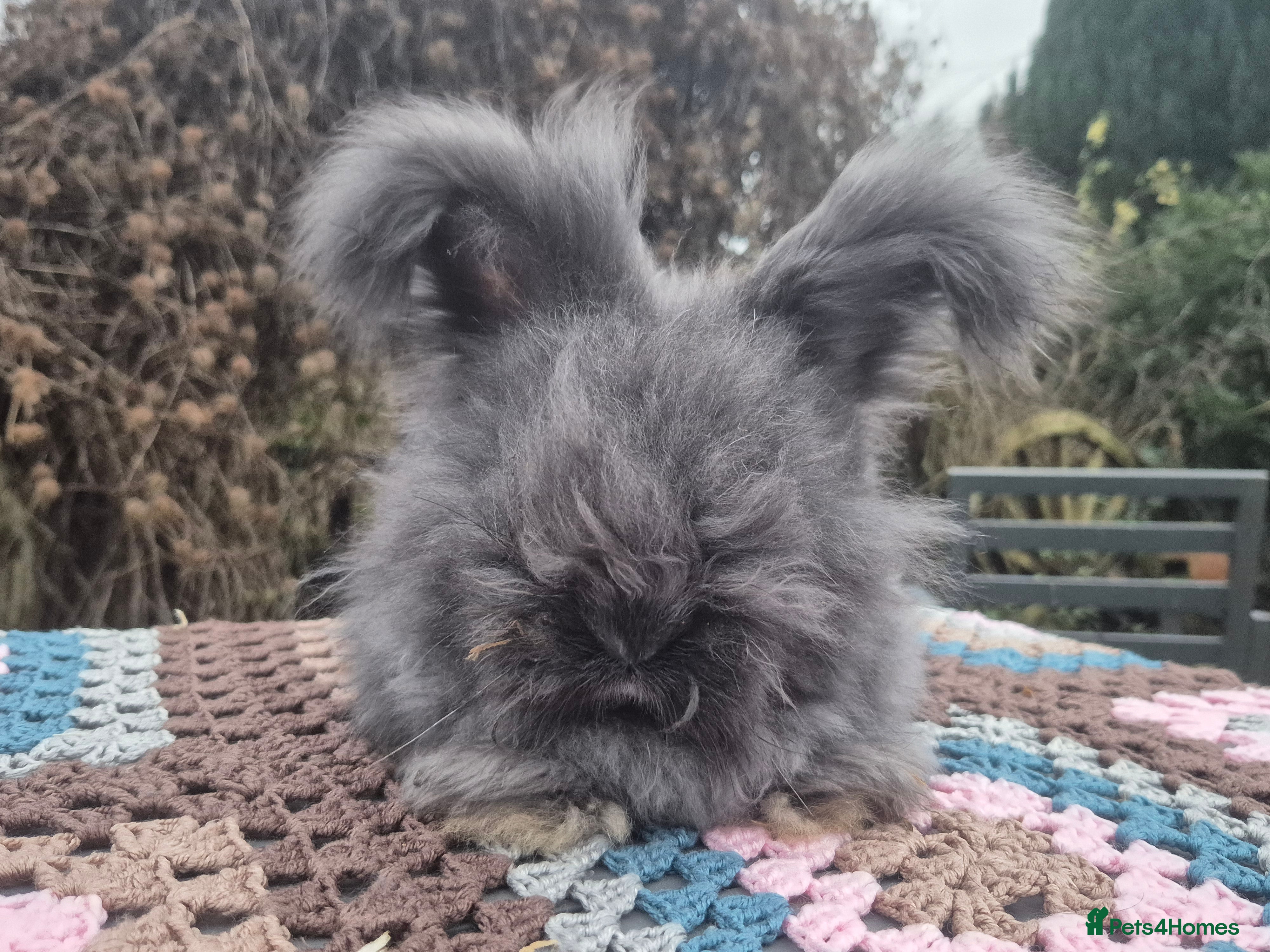 Angora rabbits 🖤 BOYS READY NOW- FULL FACED ANGORA 🖤 - Advert 13