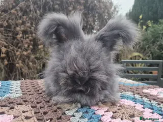 Angora rabbits 🖤 BOYS READY NOW- FULL FACED ANGORA 🖤 - Advert 2