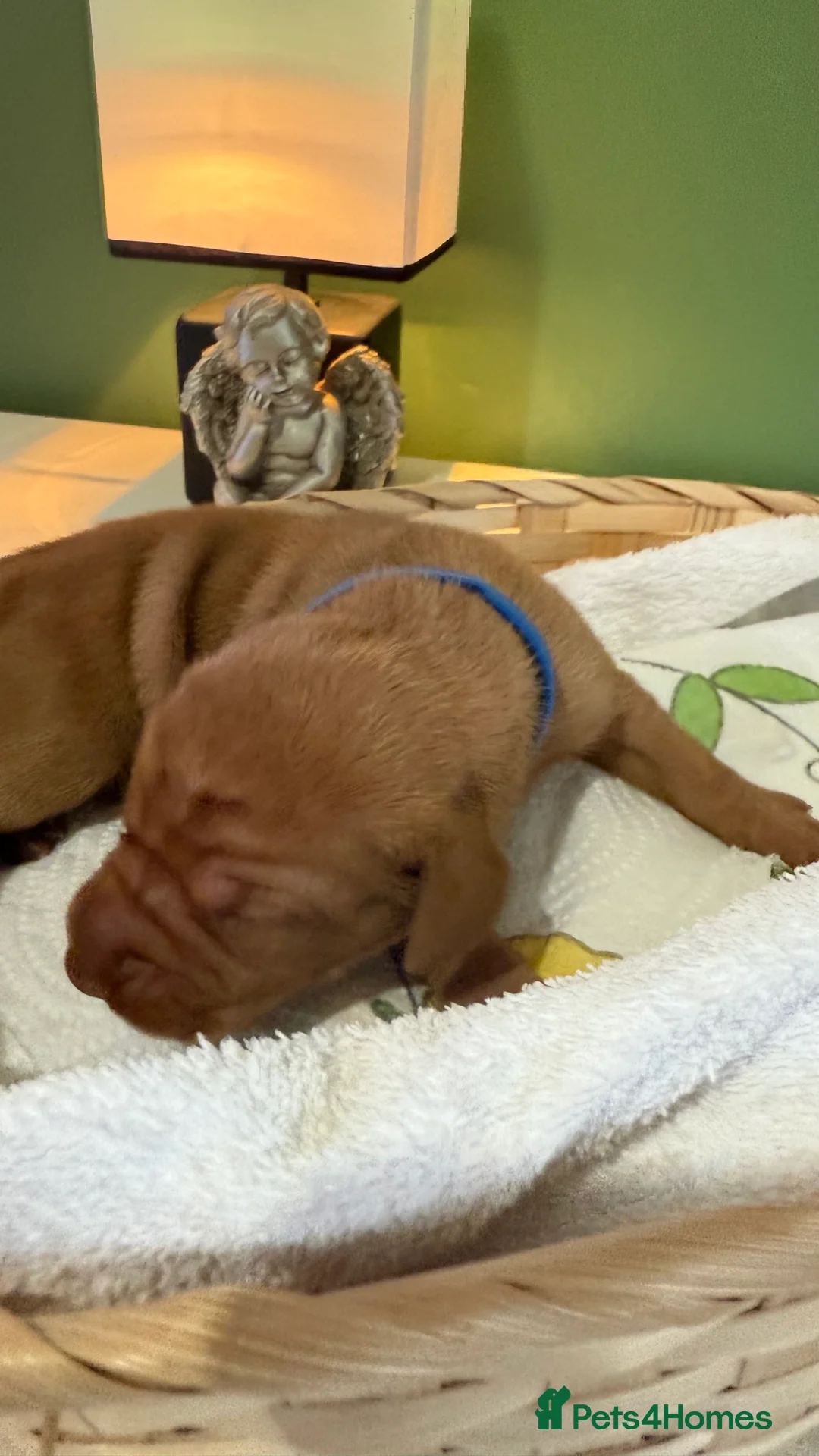 Hungarian Vizsla dogs for sale: Hungarian Vizslas from Licenced Breeder - Advert 9