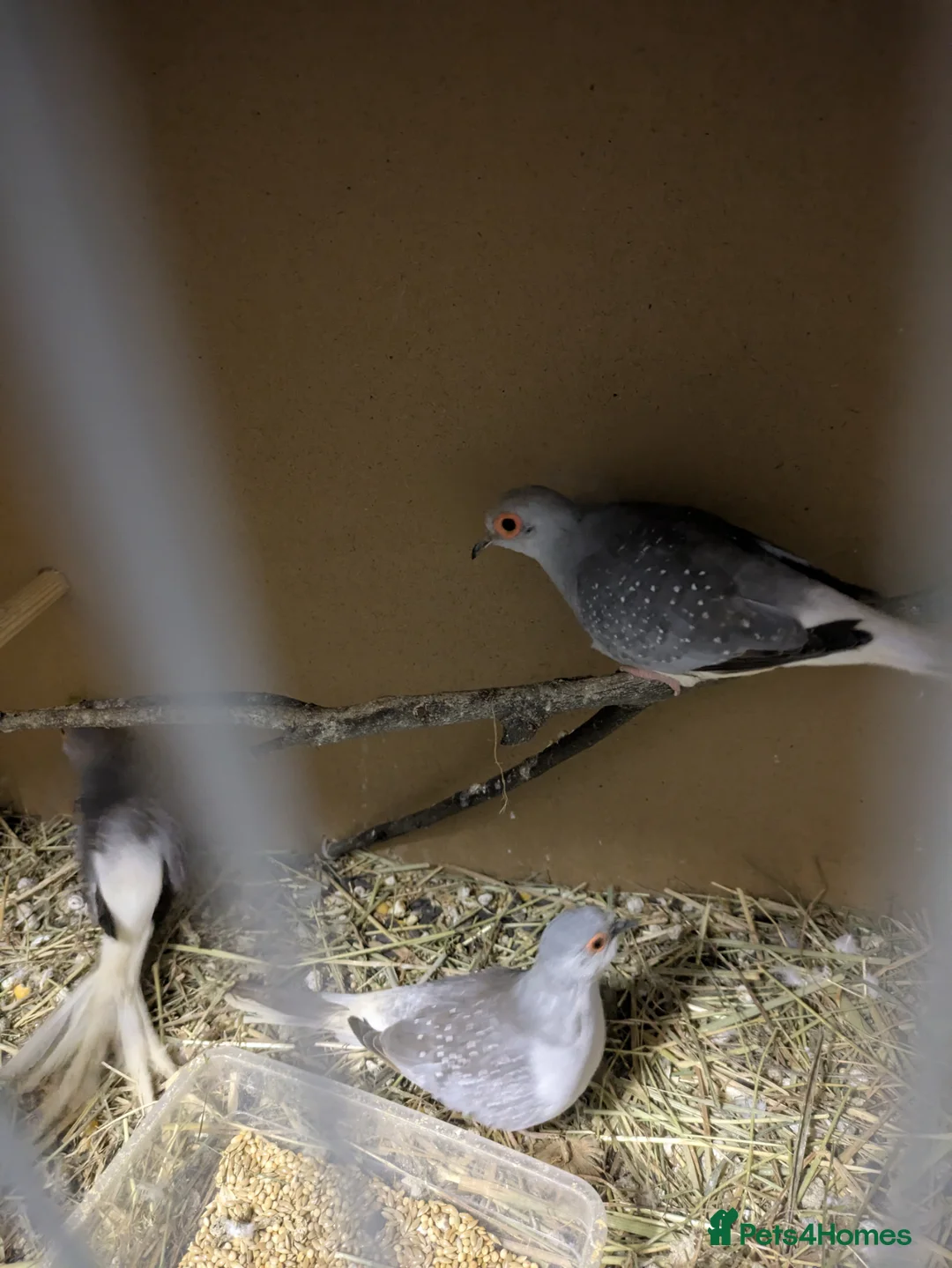 Finches birds for sale: 2 star finch and 3 diamond doves read description  - Advert 3