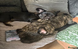 French Bulldog dogs for sale: Fluffy frenchie luna  - Image 3