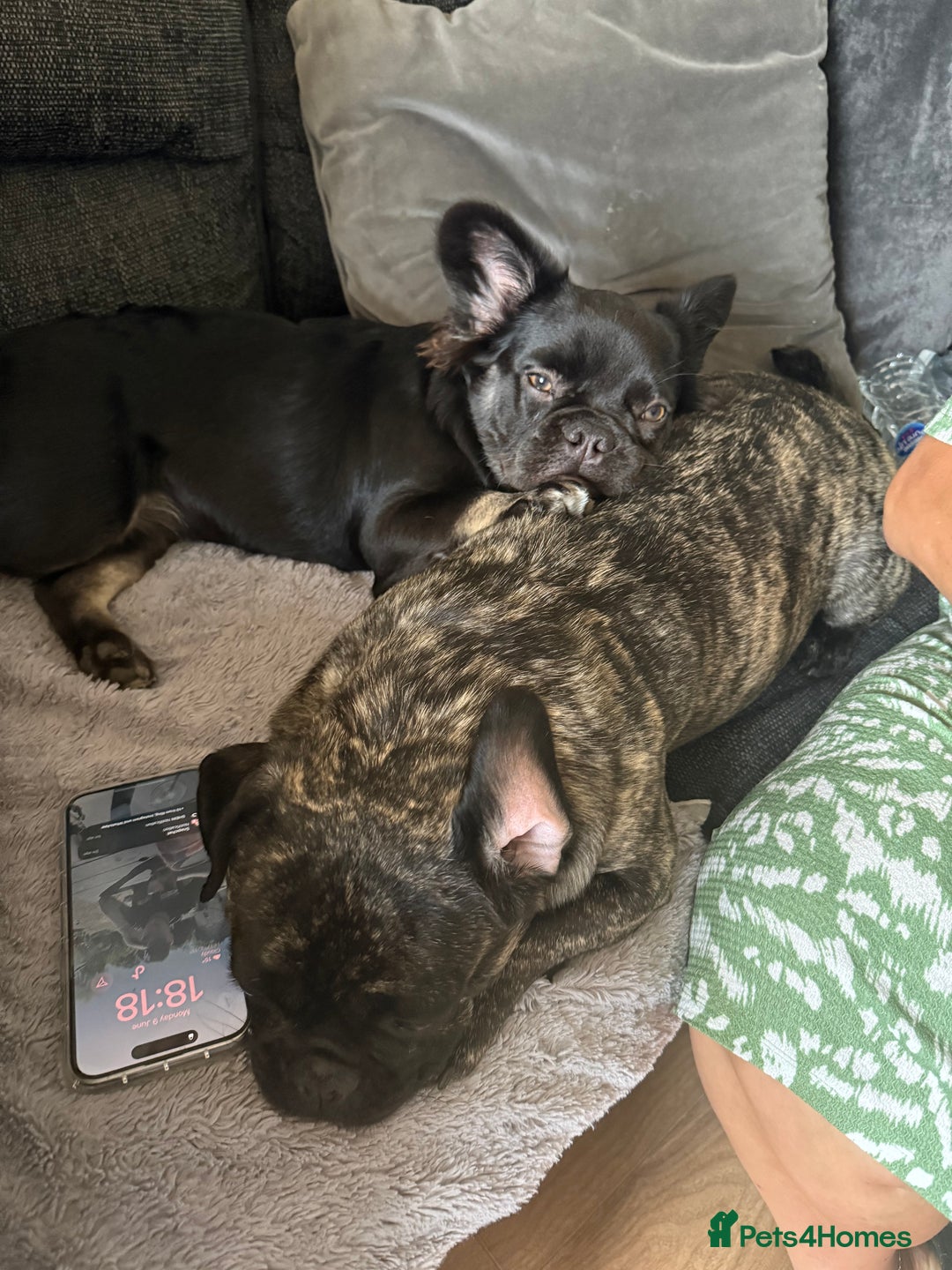 French Bulldog dogs for sale: Fluffy frenchie luna  - Image 3