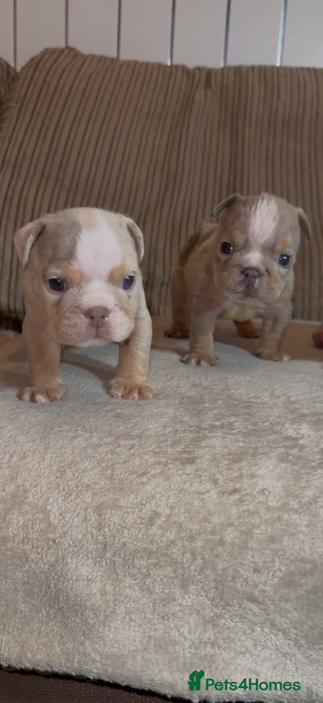 English Bulldog dogs for sale: Quality Merle puppies 🐶 🔥 🔥 🔥  - Advert 6