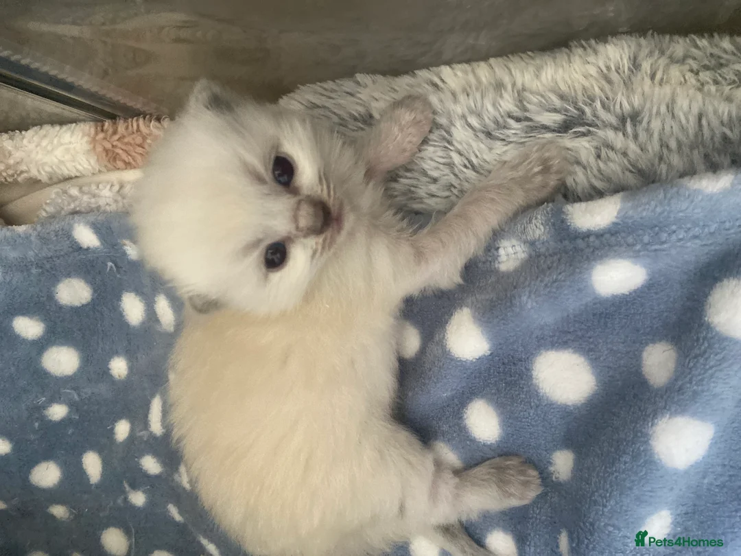Ragdoll cats for sale: Pure ragdoll kittens  in Southend-on-Sea - Advert 2