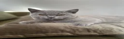 British Shorthair cats for sale: GCCF Registered British Shorthair Kittens  - Advert 11