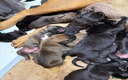 Cane Corso dogs for sale: Beautiful Cane Corso Puppies - Image 31