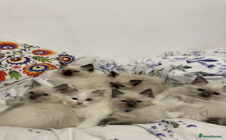 Ragdoll cats - Advert 8