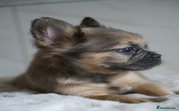 French Bulldog dogs for sale: Exceptional Fluffy French Bulldog Puppies - Image 29