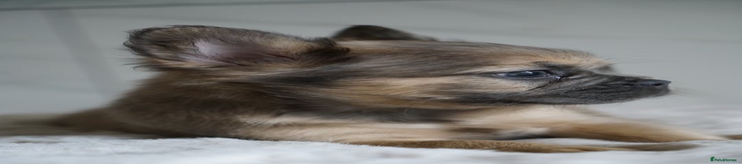 Blue Fawn Boy Visual Fluffy
