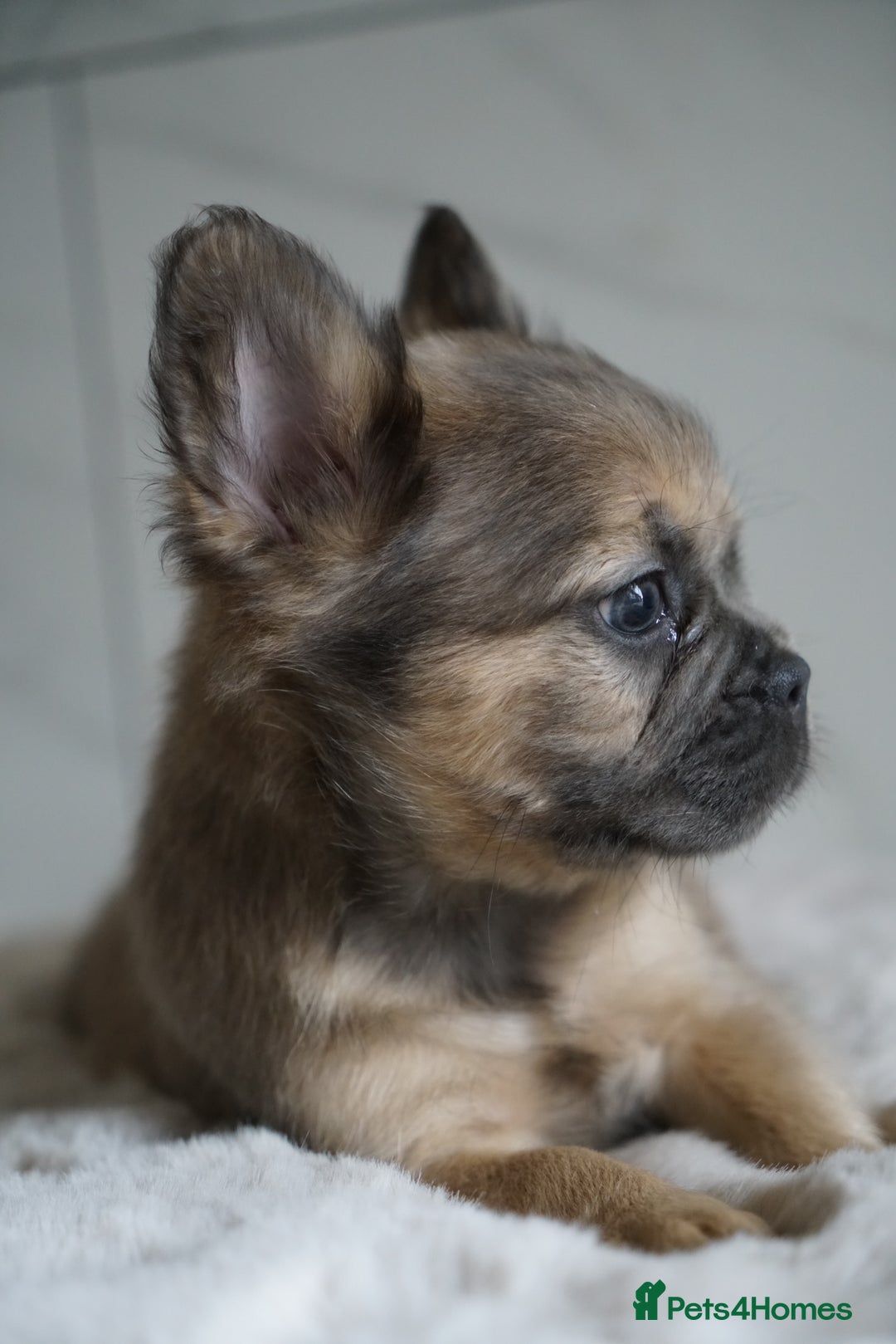 French Bulldog dogs for sale: Exceptional Fluffy French Bulldog Puppies - Image 29