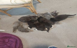 Maine Coon cats for sale: 5 Maincoon cross domestic kittens - Image 1