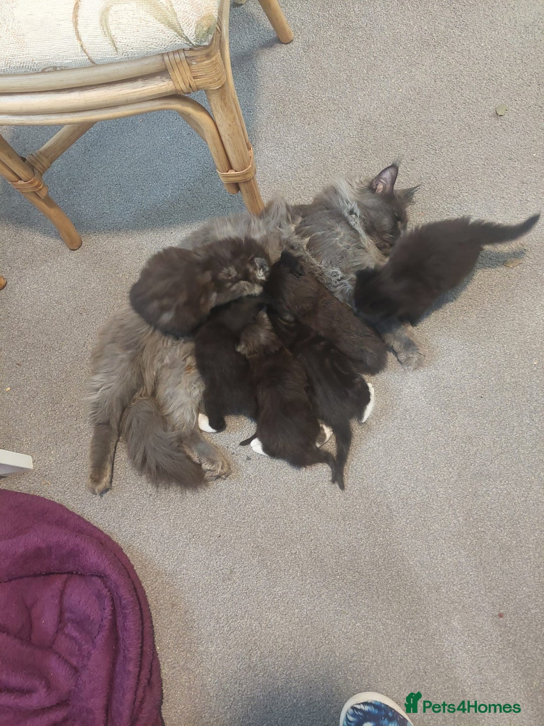 Maine Coon cats for sale: 5 Maincoon cross domestic kittens - Image 1