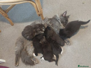 Maine Coon cats - Advert 6