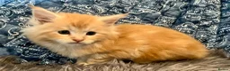 Maine Coon cats for sale: 2 Adorable Maine Coon Kittens TICA reg.  - Advert 7
