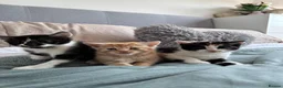 Mixed Breed cats for sale: Lovely playful kittens - Advert 1