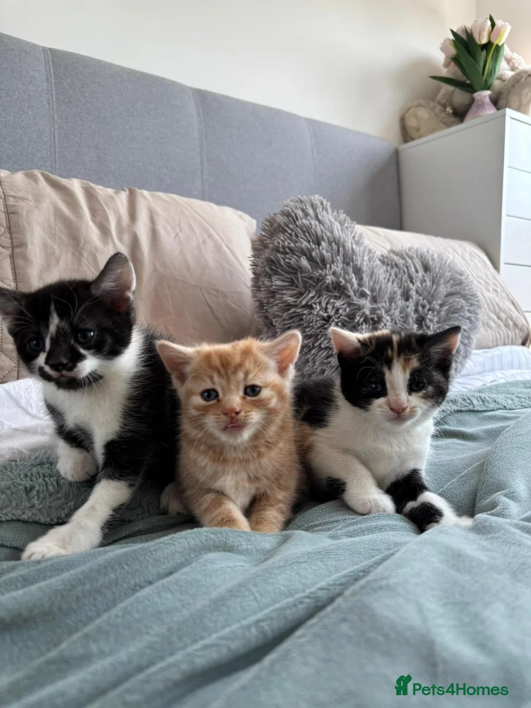 Mixed Breed cats for sale: Lovely playful kittens - Advert 1