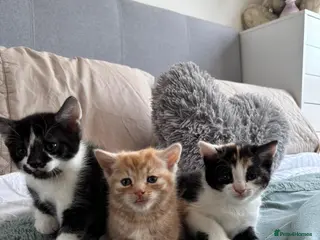 Mixed Breed cats Lovely playful kittens - Advert 1