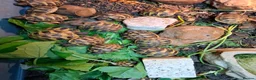 Hermann Tortoise reptiles for sale: Hermann Tortoises  - Advert 11