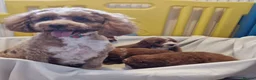 Cockapoo dogs for sale: F1b, genetically health clear - Advert 1