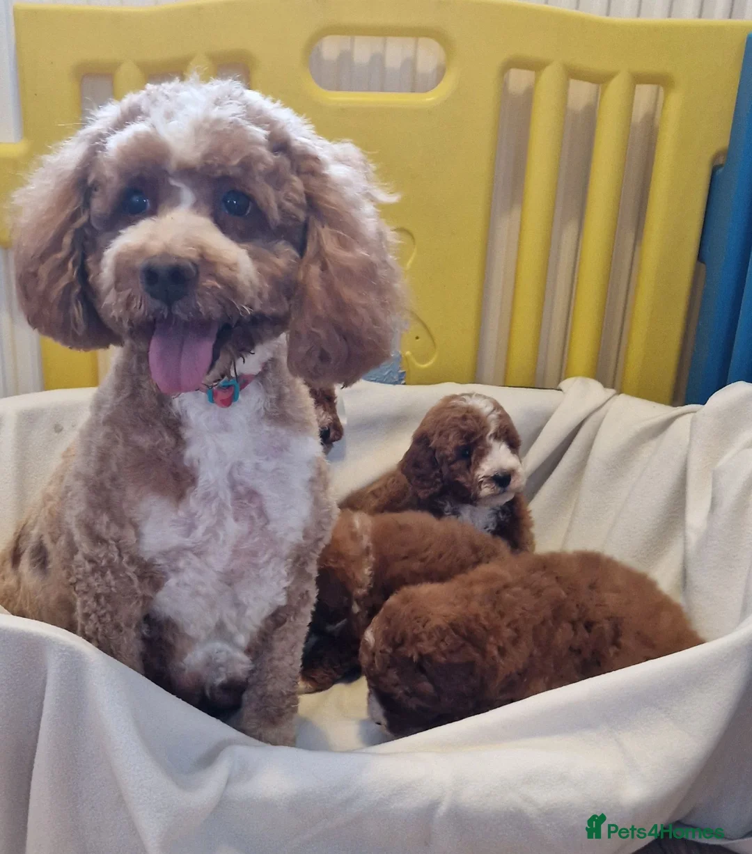 Cockapoo dogs for sale: F1b, genetically health clear - Advert 1