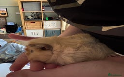 Guinea Pig rodents for sale: Male Guinea pigs for a good home  - Image 13
