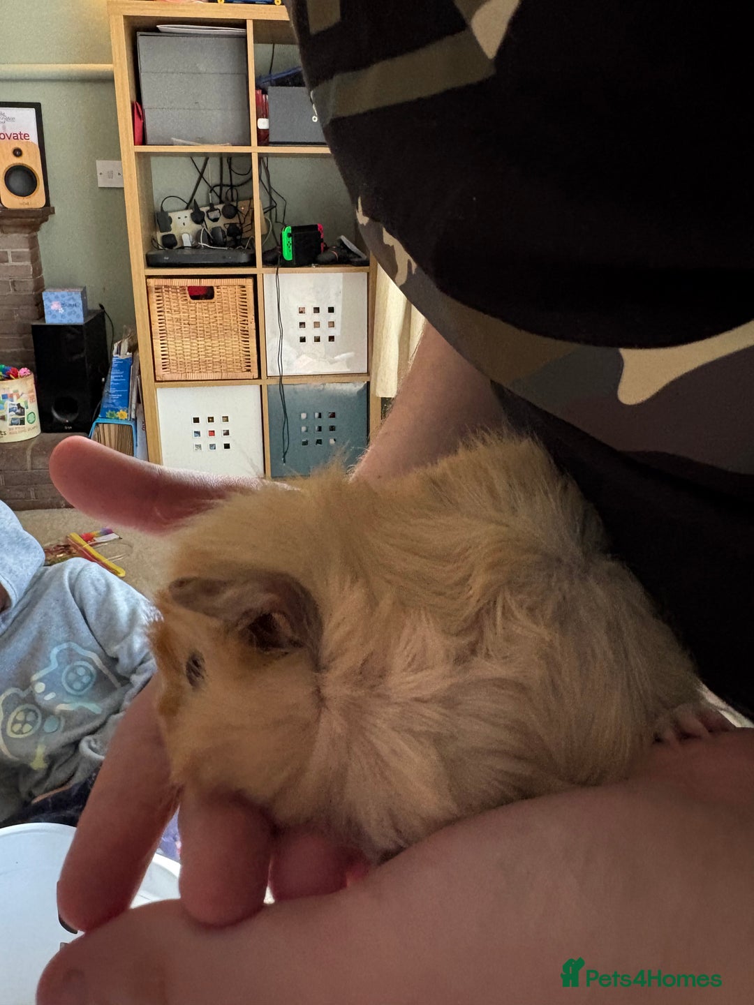 Guinea Pig rodents for sale: Male Guinea pigs for a good home  - Image 13