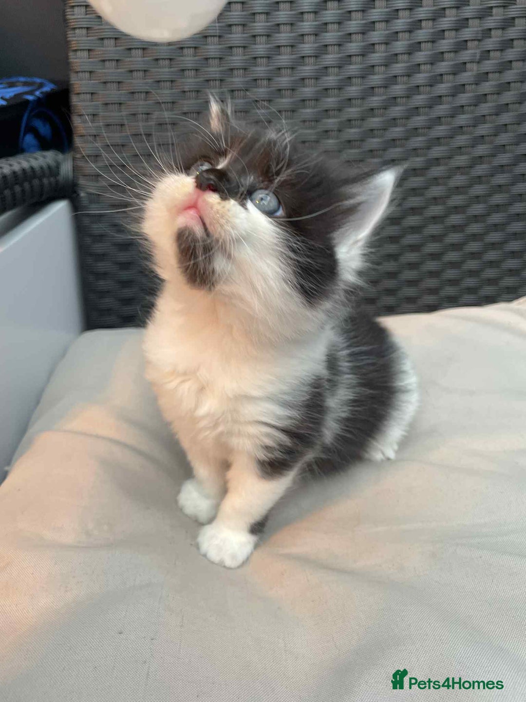 Mixed Breed cats for sale: Lovely boy for sale - Advert 7