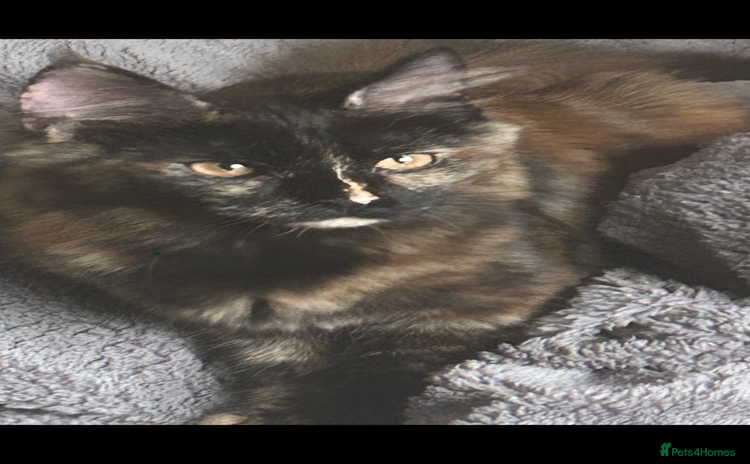 Maine Coon cats  1 beautiful maine coon kittens left - Advert 8